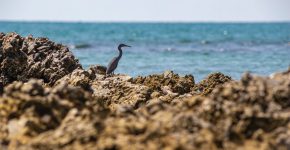 vogels-spotten-castellon