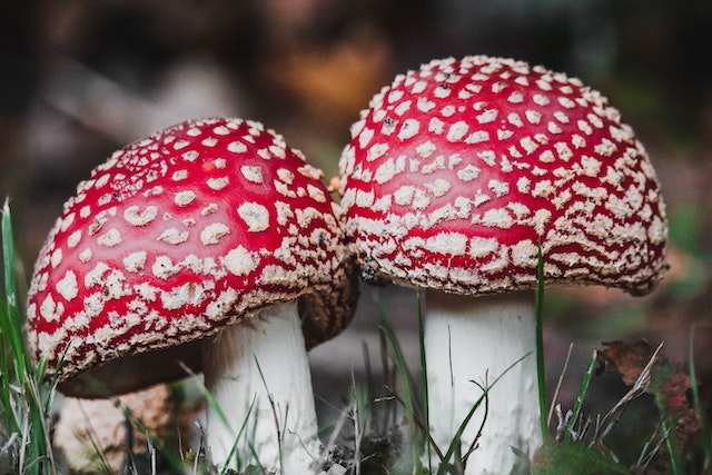 giftige-paddenstoelen-in-spanje