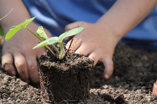 moestuinieren-castellon