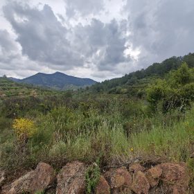 terrein-alfondeguilla
